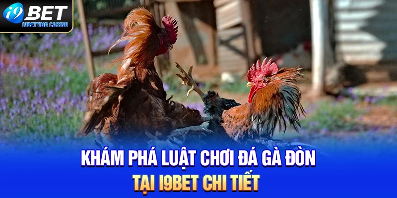 Khám phá luật chơi đá gà đòn tại i9BET chi tiết 